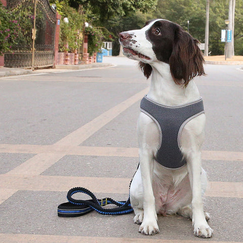 Dog Leash Vest Pet Harness