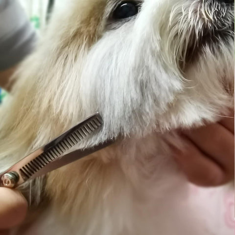 Dog Scissors Kit with Comb