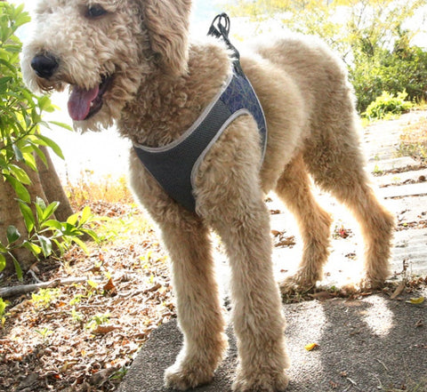 Dog Leash Vest Pet Harness